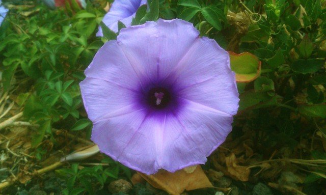 Ipomoea_cairica.morning_glory.640x383.en.jpg