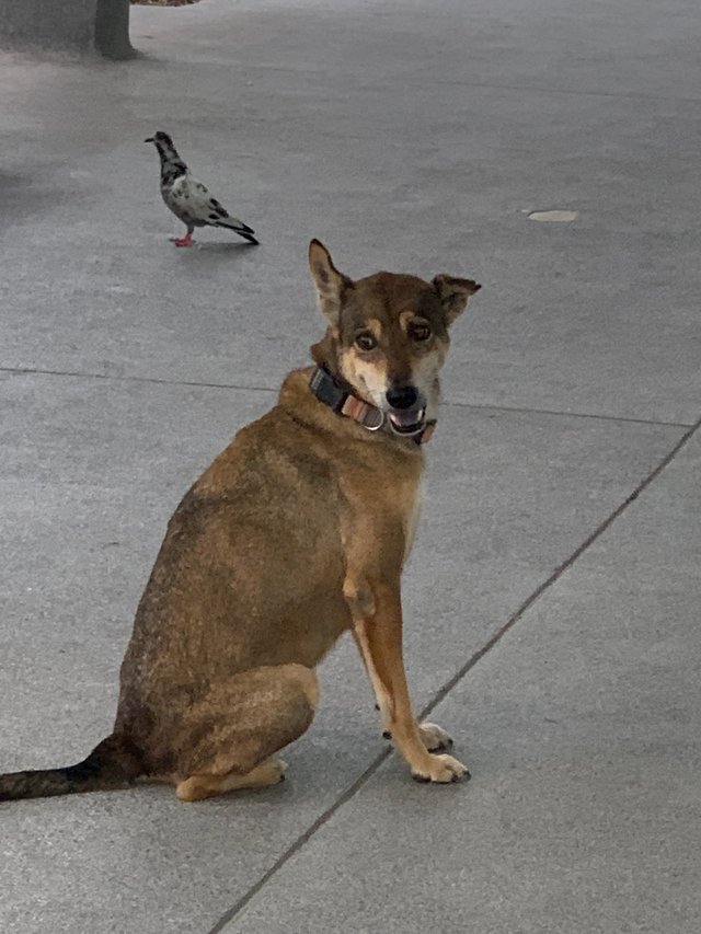 stray dog7.jpg
