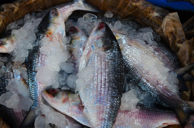 hilsa-fish-6393664.jpg