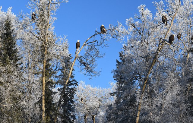 027 1-6-19 eagle trees.jpg
