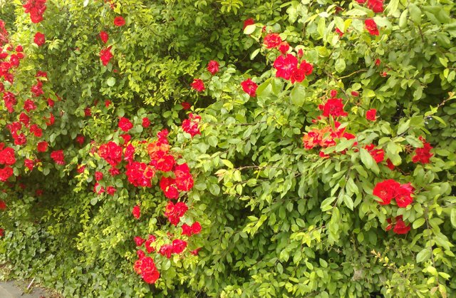 Flower Photography 3 Flower Bush May 28 2017.jpg