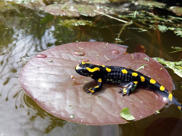 salamander-6020289_1280.jpg