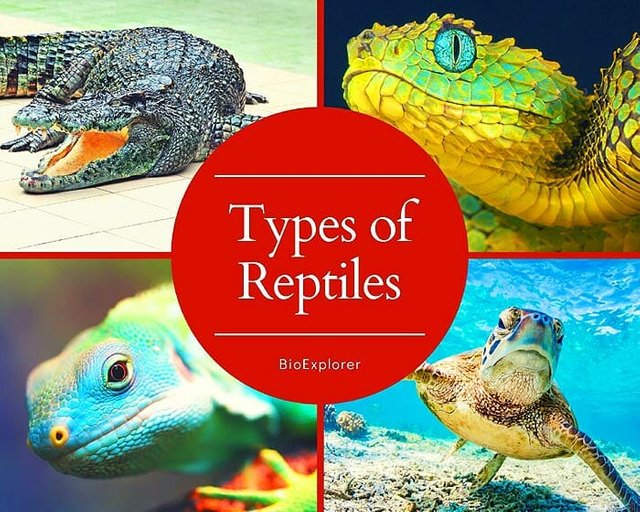 types-of-reptiles.jpg