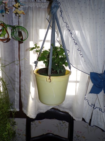 New ivy in bathroom crop January 2020.jpg