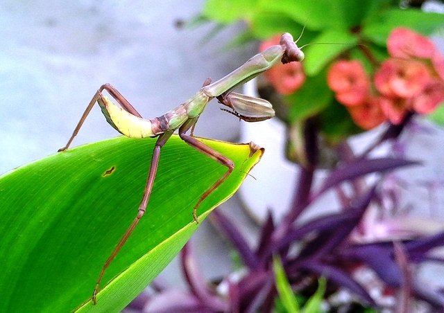 05-Mantis.jpg