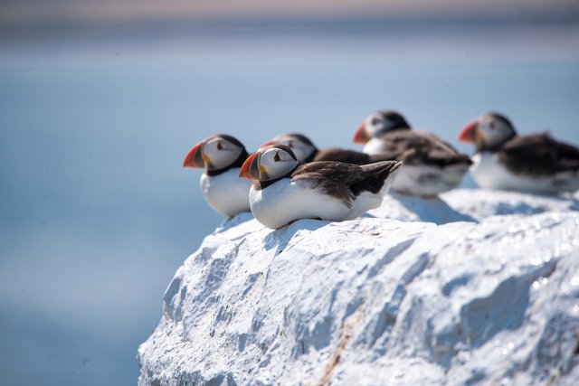 puffins-gb6f3e1659_1920.jpg