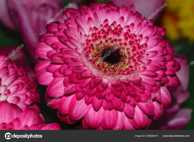 depositphotos_228626470-stock-photo-barberton-daisy-aka-gerbera-jamesonii.jpg