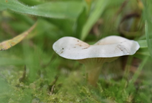 White marilyn mushroom 3.jpg