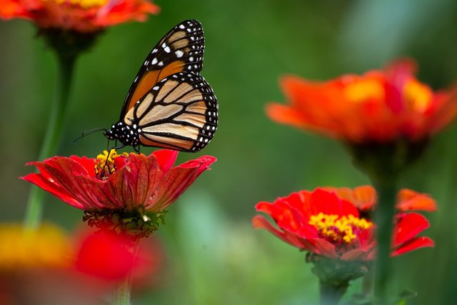 butterfly-6170999_1280.jpg