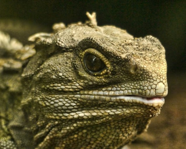 tuatara.jpg