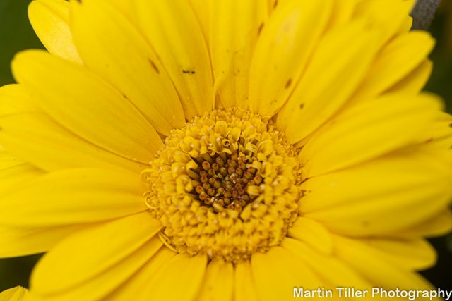 Yellow daisy 50mm macro (1 of 1).jpg
