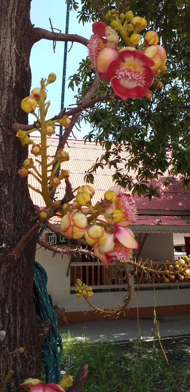 Wat Phasuk Maneejak108.jpg