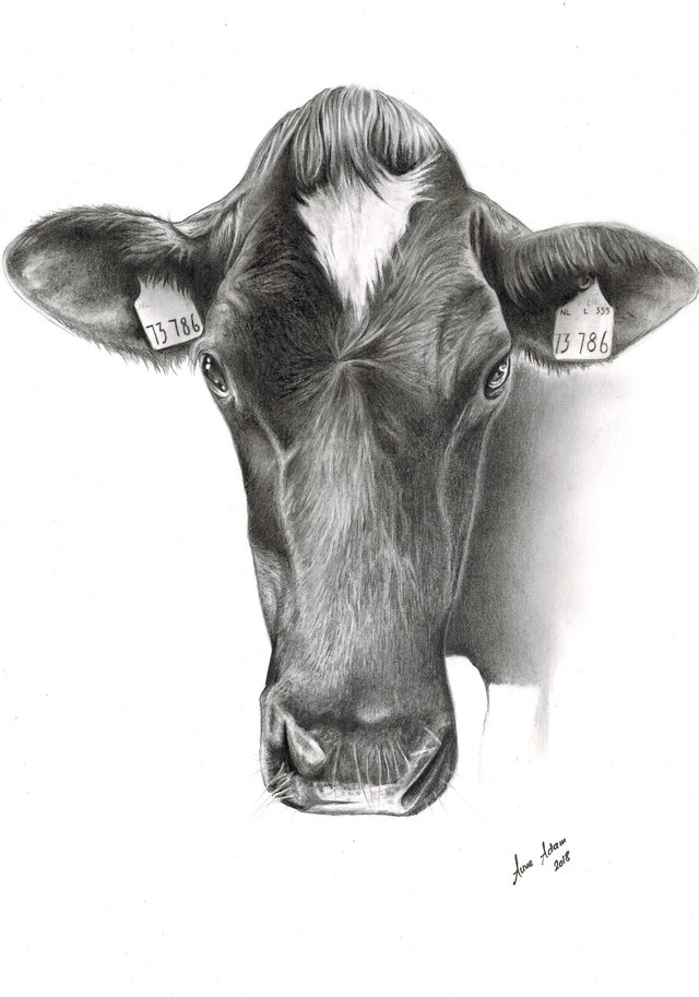 Art Mooh Bleistift Zeichnung Kuhe Steemit