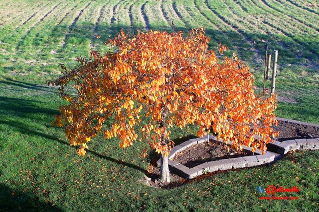 landscape trees fall leaves A10-20_0100.JPG