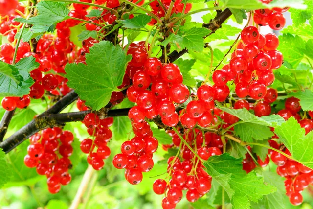 Red-currant-fruits-shrub-plant.webp