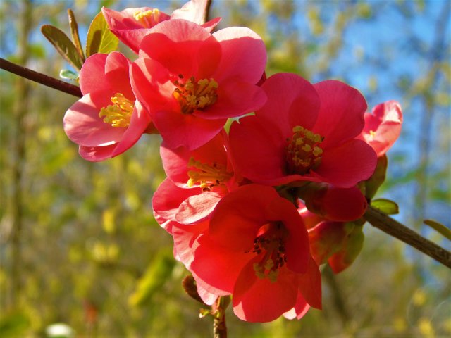 1photofleurs rouge (2).JPG