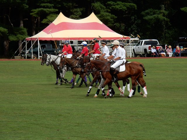 polo8.jpg