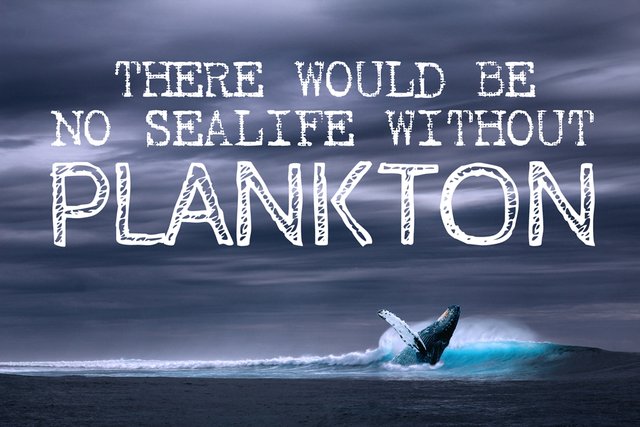 Plankton_post.jpg