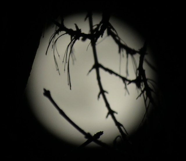 silhouette of branch with bud and seed stems on other branches behind full moon.JPG