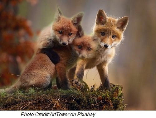 fox pups pixabay.jpg