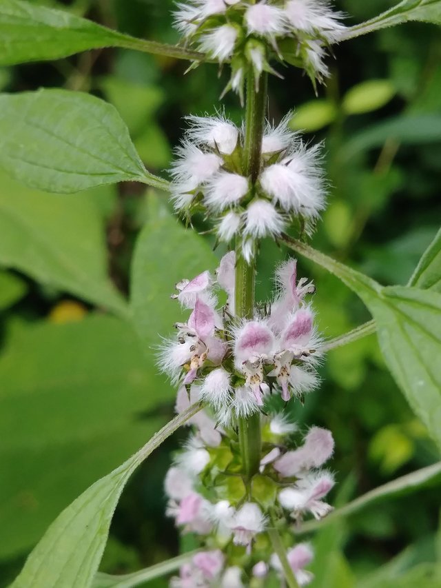 motherwort-3767029_1920.jpg