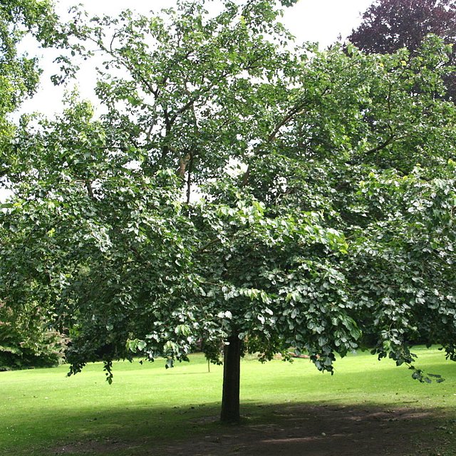 901175098589777379-white-mulberry-tree.135.0.1099.1099.full.jpg