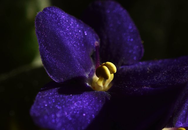 African Violet navy blue 3.jpg