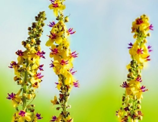 depositphotos_80786534-stock-photo-agrimony-bach-flower.jpg