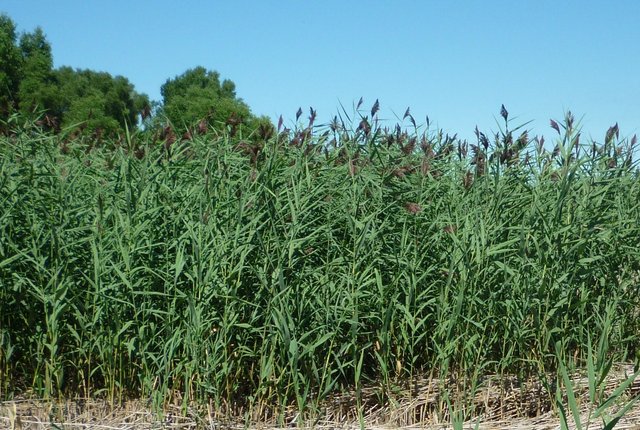 Phragmites-Stacy-Schumacher.jpg