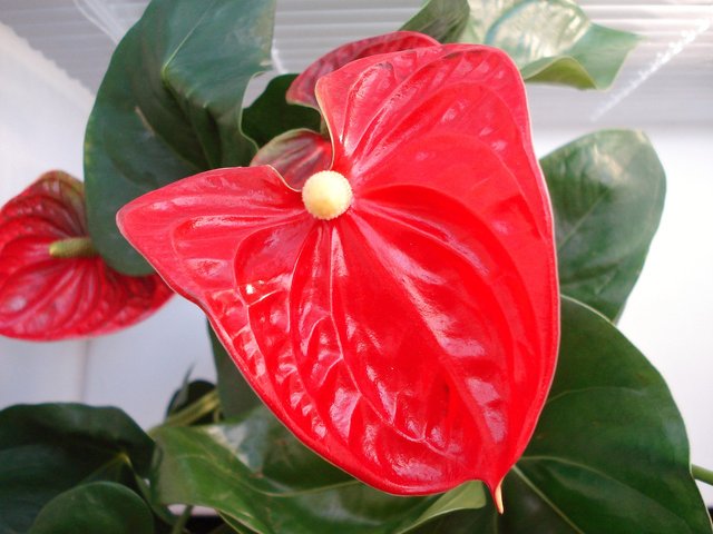 anthurium-2806091_1280.jpg