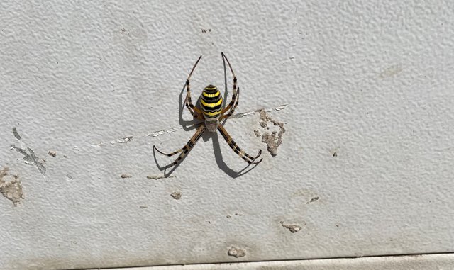 bee-spider.jpg