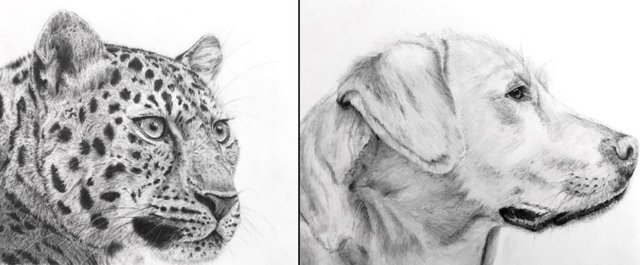animal-pencil-drawings.jpg