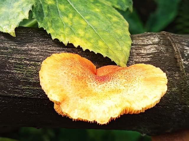 first Mashroom (3).jpg