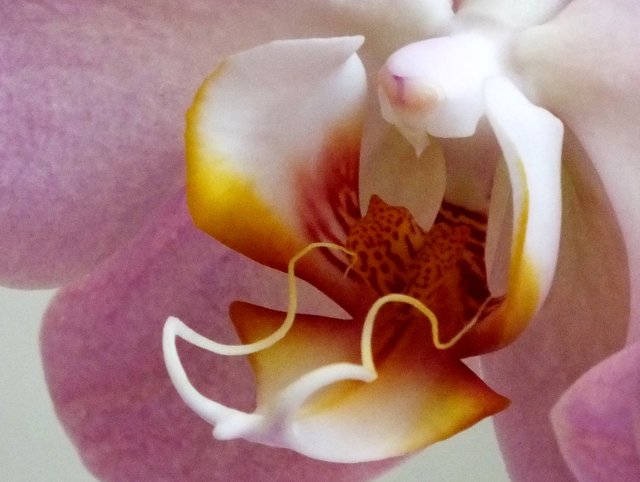 1100-Orchid.jpg