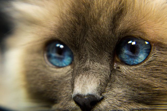 close up blue eyes cat macro photography.jpg