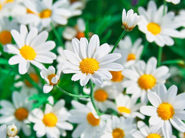 UK_chamomile-flowers-closeup.jpg