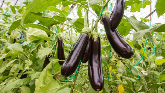 DIY 2 – Header – How to grow eggplant – Getty Images.jpeg