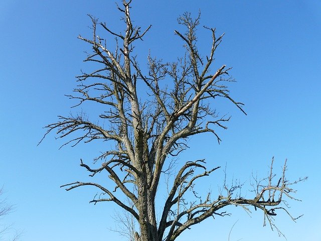 tree-16363_640.jpg