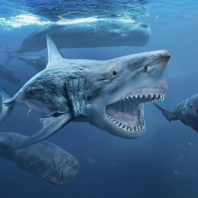 Megalodon sharks grew 2 metres MQs5P.jpg