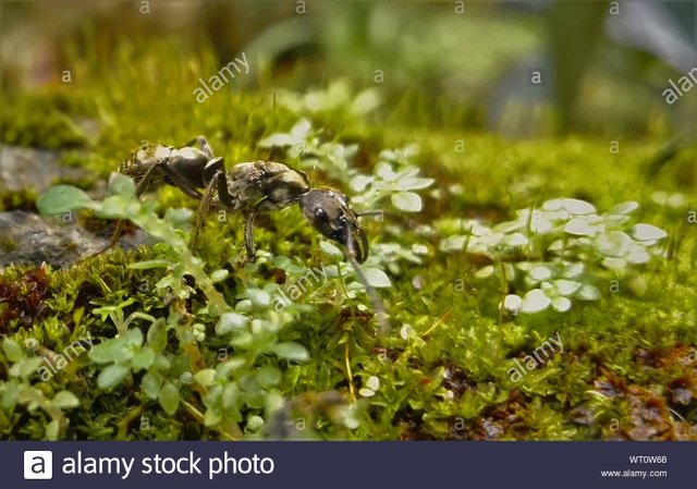 close-up-of-ant-on-moss-WT0W68.jpg