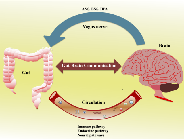 Gut-Brain_Axis.png