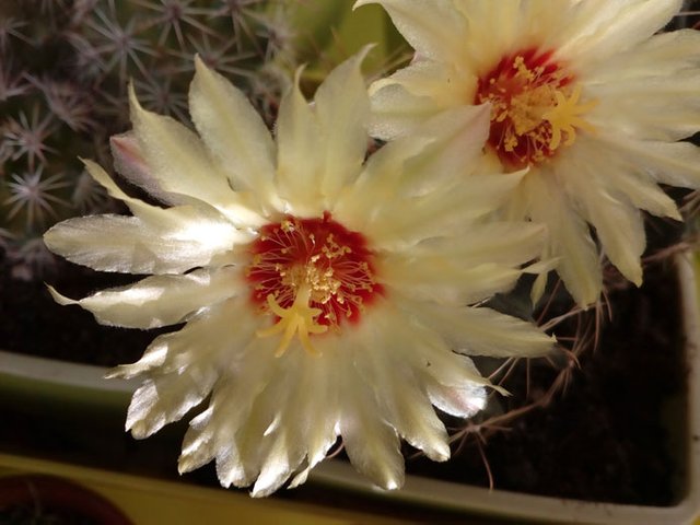 Hamatocactus-setispinus-ароматный-(28)---+++.jpg