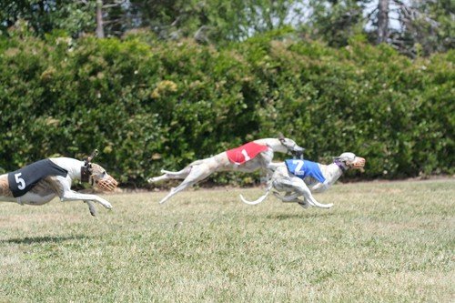 california whippet fanciers.jpeg