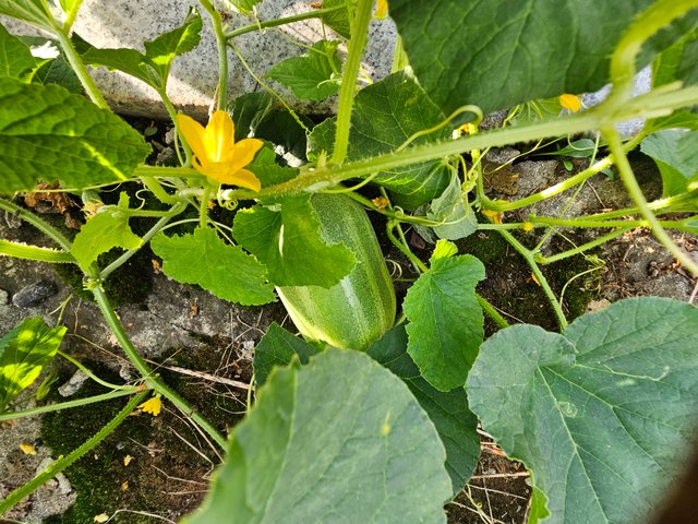 20250809_181519.jpg
