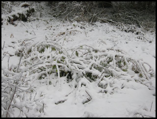 heavy snow collaped new growth on Amur maple.JPG