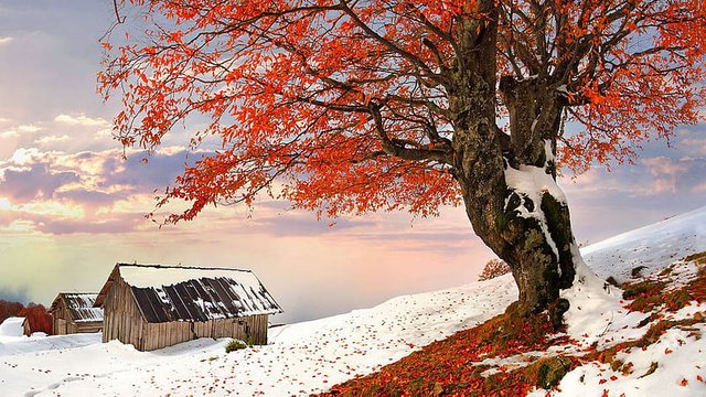 HD-wallpaper-red-leaves-tree-branches-snow-covered-hut-snow-field-under-black-clouds-white-sky-fall.jpg