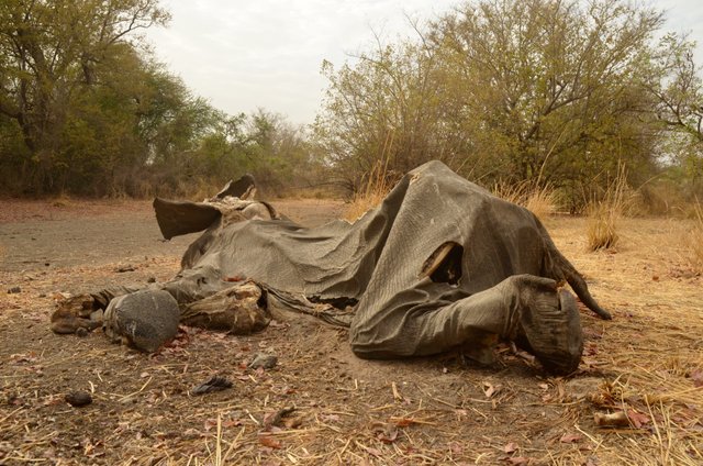 1.19 Poaching,5 months old carcass,Arthur,Chad,2017.jpg