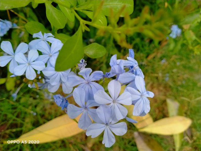bellis flower (4).jpeg