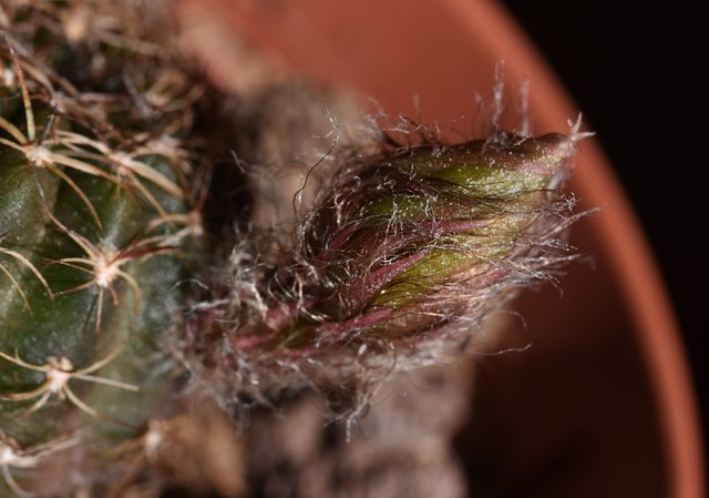 cactus hairy bud Ludmila 4.jpg