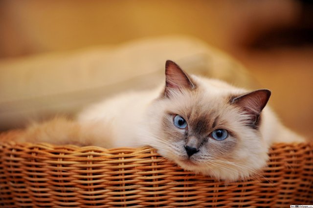 blue-eyed-cat-wallpaper-2000x1333_39.jpg